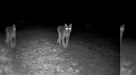 Va�ak fotokapanla g�r�nt�lendi