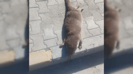 Aracn arpt su samuru telef oldu