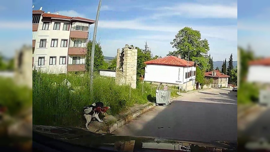 Babo kpein tavuu alp kat anlar kamerada