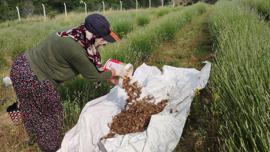 Safranbolu�da safran so�an� hasad� ba�lad�