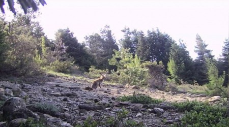 Yaban hayvanlar fotokapanla grntlendi