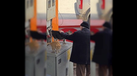 Ya�l� adam�n sokak kedilerine �efkati y�rekleri �s�tt�