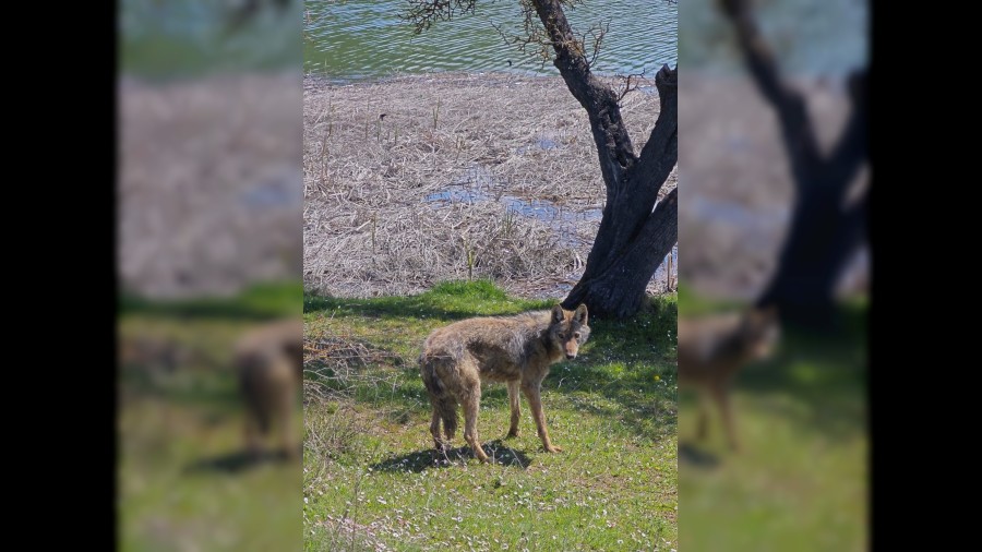 Bal�k tutmaya giderken kurtla kar��la�t�lar