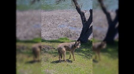 Bal�k tutmaya giderken kurtla kar��la�t�lar
