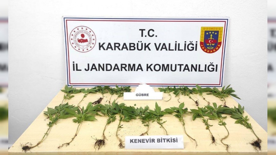 Ormanda kenevirleri sularken sust yakaland