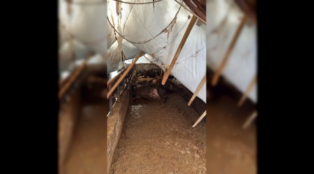 ��ken ah�l �at�s� b�y�kba� hayvanlar� telef etti