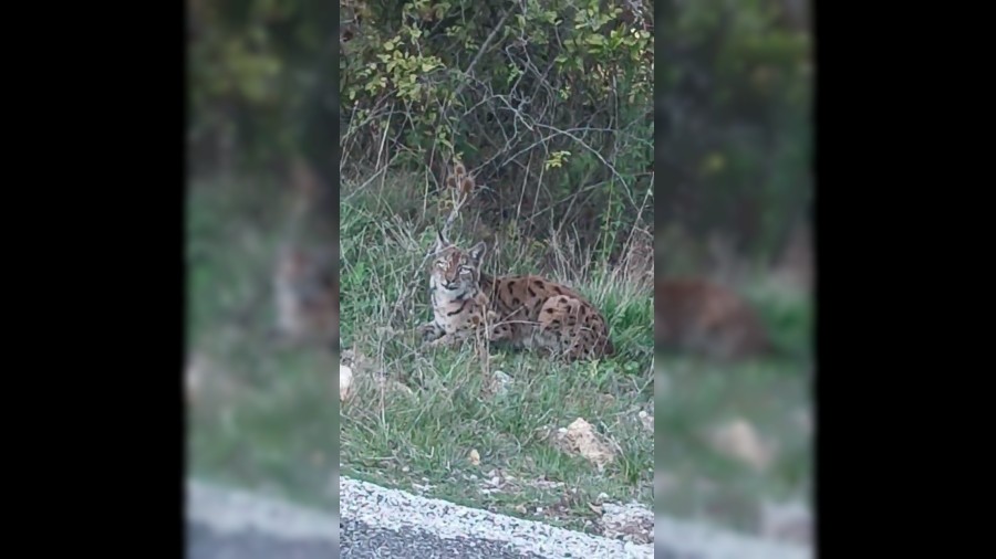 Nesli tkenmek zere olan Vaak Karabk'te grntlendi