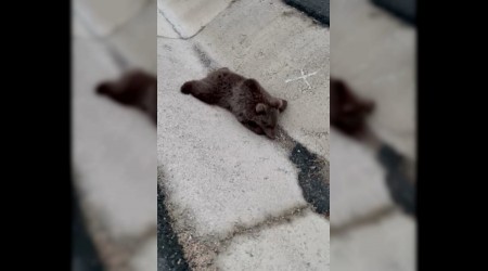 Kara yolundaki yaral yavru ay DKMPya teslim edildi