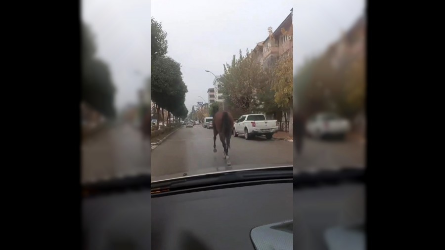 Caddede babo koan at trafii tehlikeye att