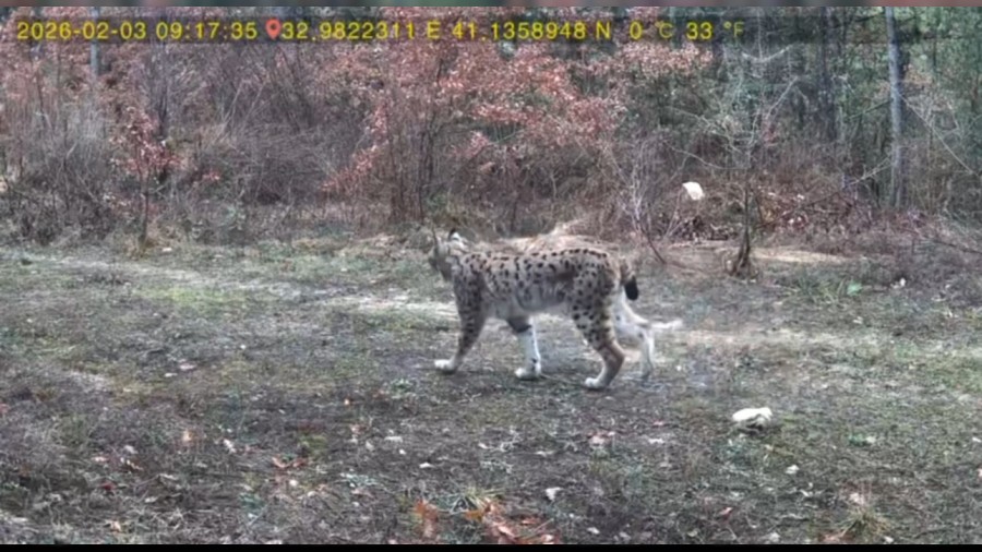 Va�ak ve karaca yavrusu fotokapanla g�r�nt�lendi