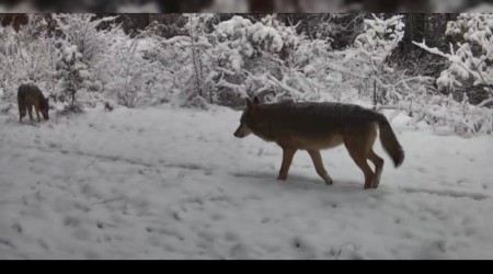 Yiyecek arayan va�ak ile kurtlar fotokapana yans�d�