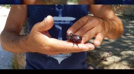 Karabk’te gergedan bcei bulundu