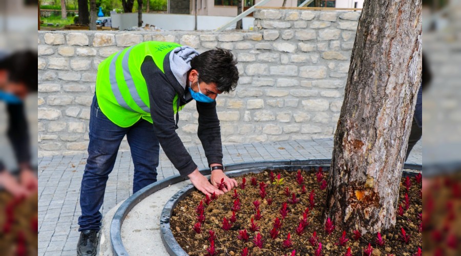 Safranbolu Belediyesinin yetitirdii iekler toprakla bulutu