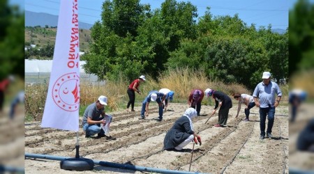 Yreye zg fasulye tohumlar toprakla bulutu