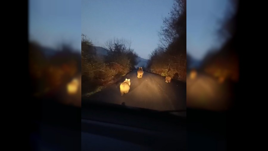 Anne ay� ve yavrular� kamerada