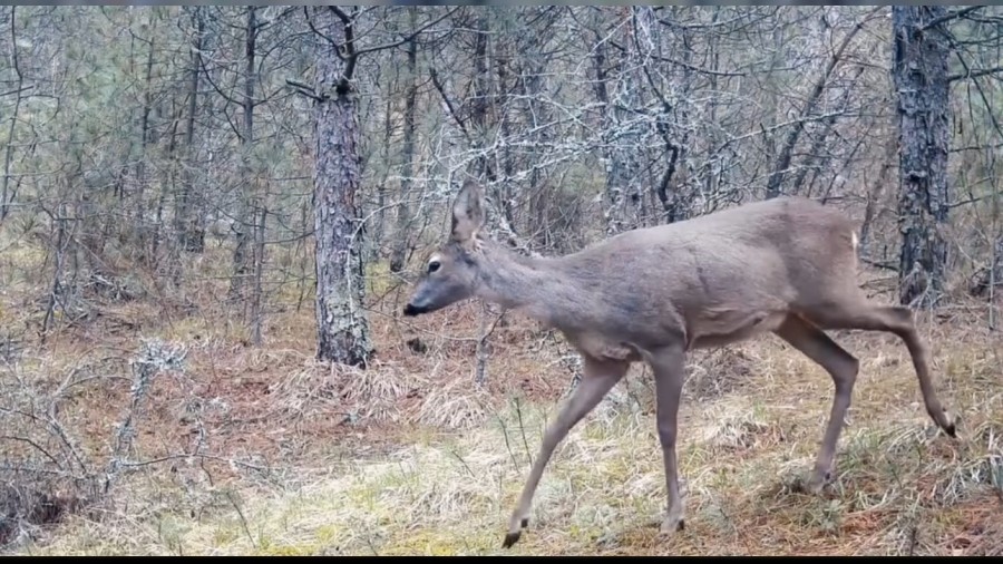 Orman sakini Karacalar cep telefonuyla g�r�nt�lendi