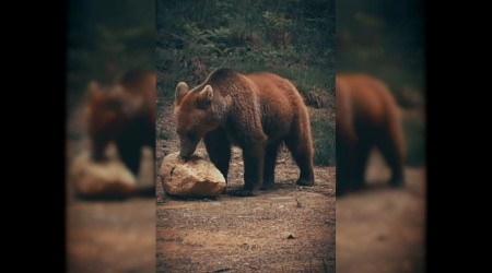 Yiyecek arayan ay ile sincaplar kameralara yansd