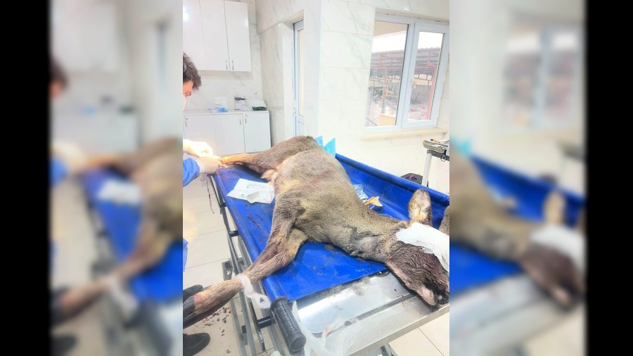 Arac�n �arpt��� karaca ameliyat edildi