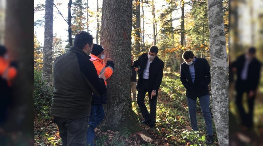 Kaymakam Erdem ve cumhuriyet savclar ormanda damga ve retim faaliyetlerini inceledi