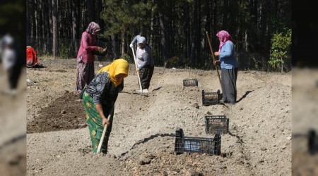 Kuraklk safran ekimini aksatt