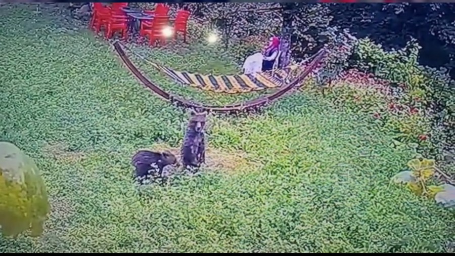 Bah�eye giren yavru ay�lar kamerada