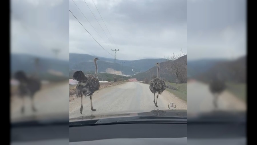 K�y yolunda ko�an deve ku�lar� kameraya yans�d�