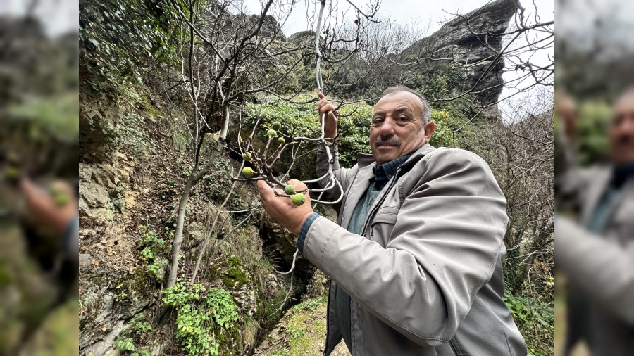 �ncir a�ac� Aral�k ay�nda yeniden meyve verdi