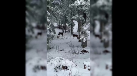 Karla kapla ormanda karacalar kameraya yansd