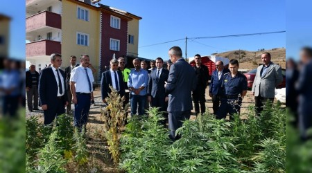 Vali Grel,Kenevir tarlasnda incelemede bulundu