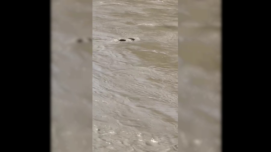 Nesli t�kenme tehlikesinde olan Su Samurlar� Karab�k'te g�r�nt�lendi