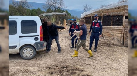 Hayvan hrszl phelisi tutukland