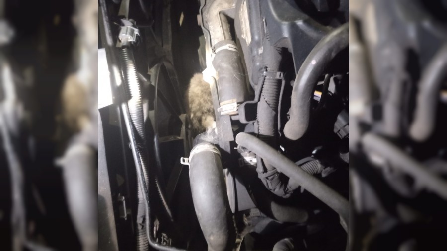 Minibsn motoruna skan kedi kurtarld