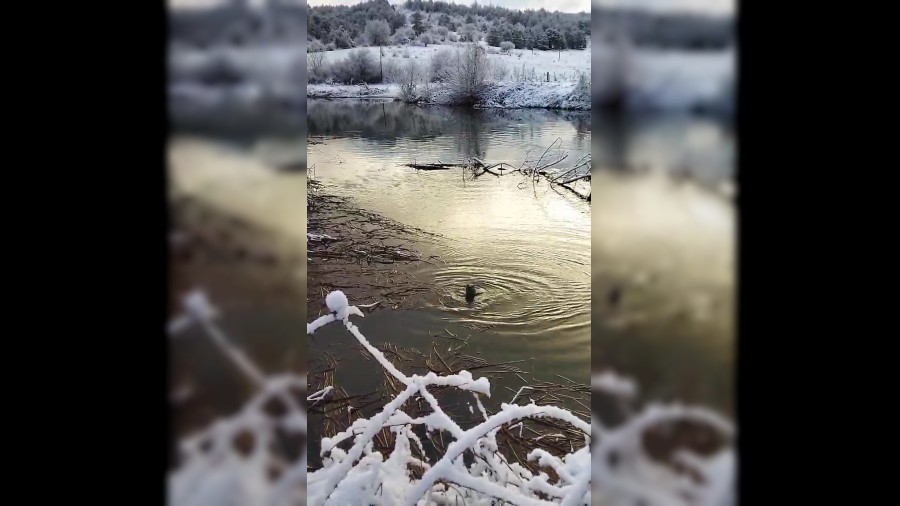 Su samurlar yiyecek ararken grntlendi