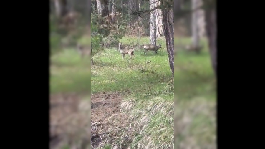 Ormanlk alandaki karacalar byle grntlendi