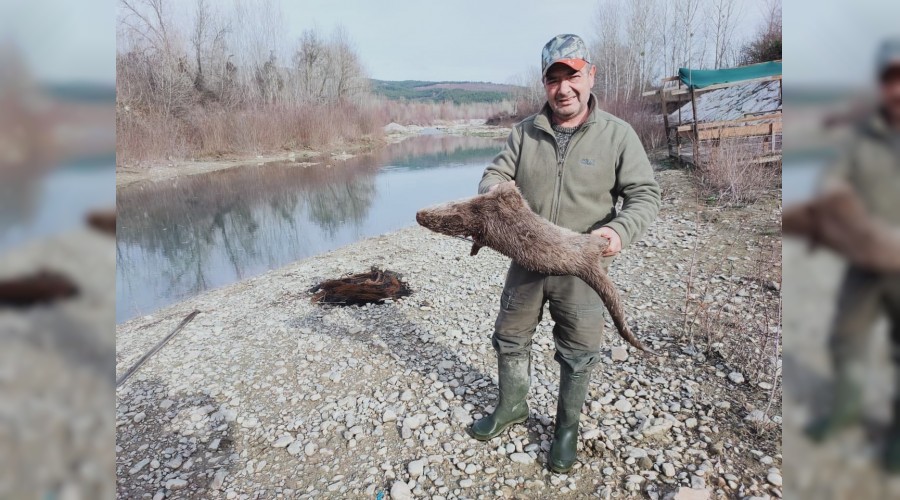 Nesli tkenmekte olan su samurunu tfekle vurdular