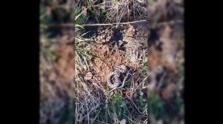 Mantar ararken dnyann en zehirli ylanlarndan engerekle karlat