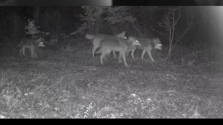 Ovac�k'taki yaban hayat� kamerada