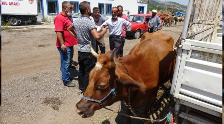 Hayvan pazarnda bayram hareketlilii