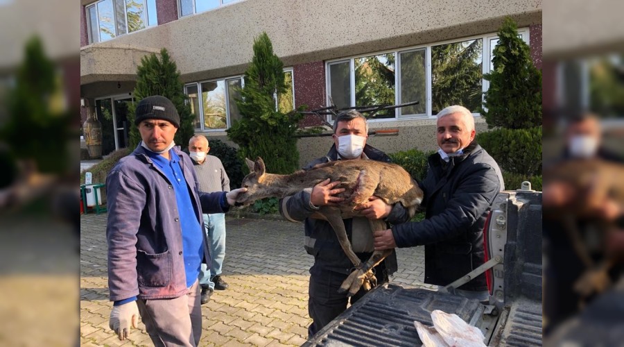 Karacay kpeklerden muhtar kurtard