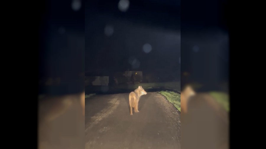 Yerle�im yerine inen kurt cep telefonu ile g�r�nt�lendi