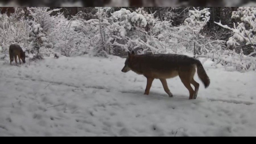 Yiyecek arayan va�ak ile kurtlar fotokapana yans�d�