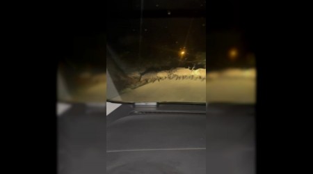 Yola kan domuz srs ve tilki kamerada